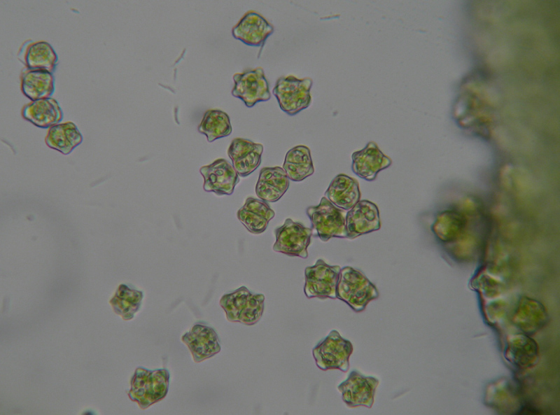 Diplophyllum apiculatum